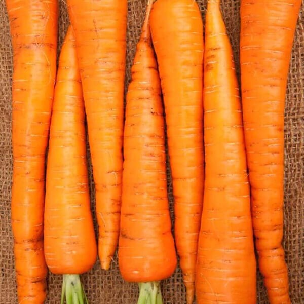 Carrot Seeds - West Coast Seeds
